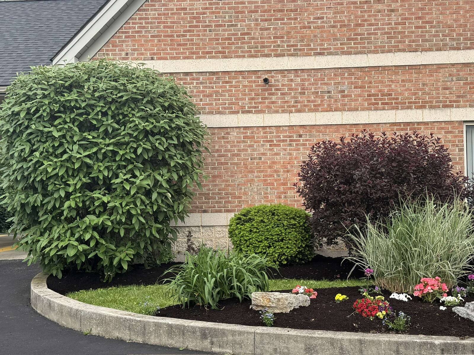 Finished planting bed at the corner of a brick building: fresh mulch, clipped shrubs, ornamental grasses and red and white annuals behind a curved stone-edged curb