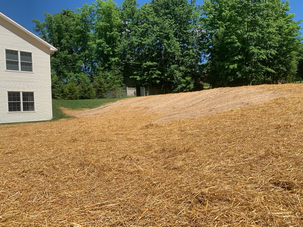Graded yard alongside a house, seeded and covered end to end in straw, rising to the tree line at the property edge