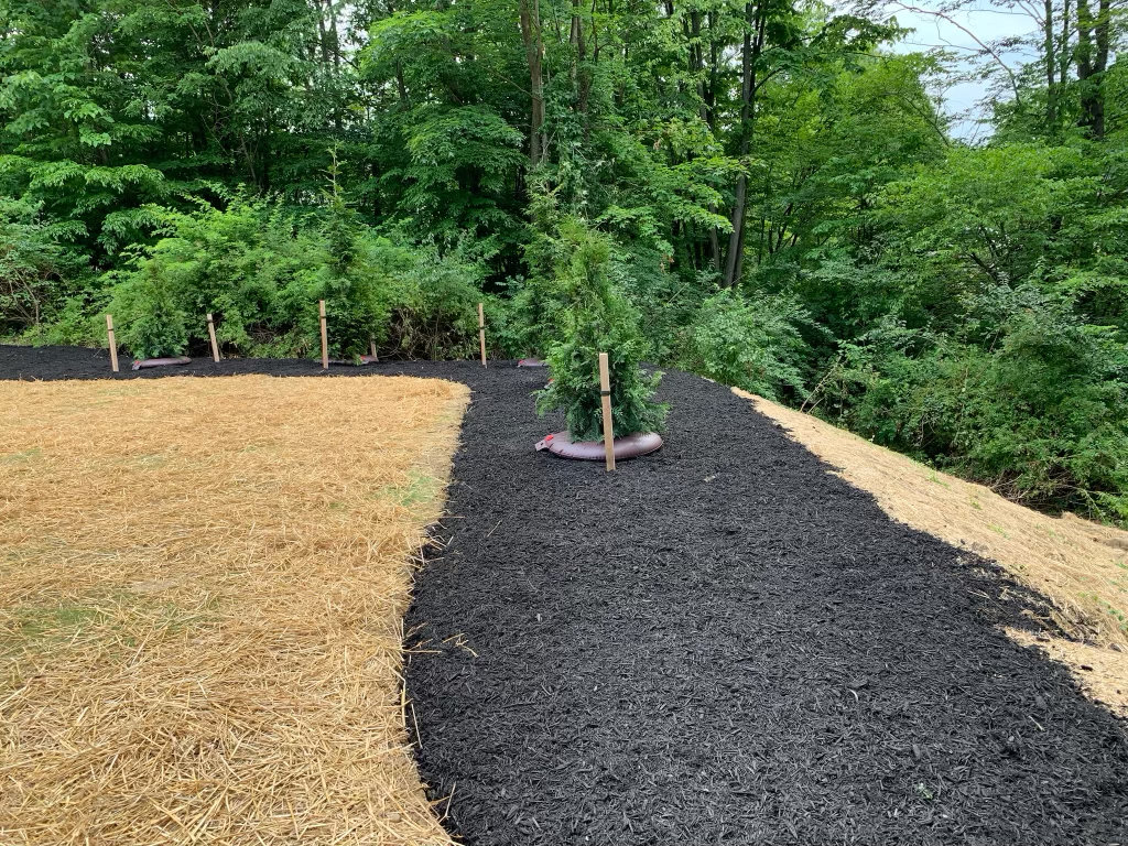 Newly planted evergreens staked in a fresh black mulch bed running along a wood line, beside ground that has been seeded and strawed